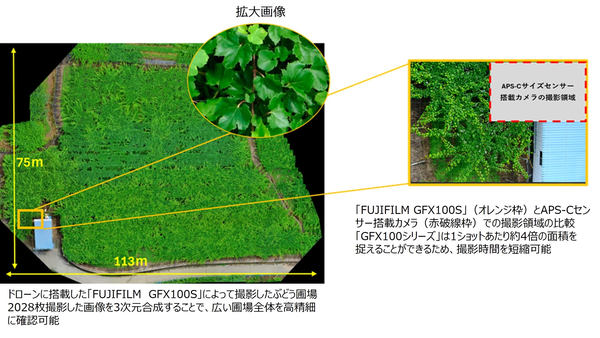 ドローンに搭載した「FUJIFILM GFX100Ｓ」で撮影したぶどう圃場／APS-Cサイズセンサーとの比較