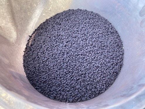 マゼックス、温暖化に強い「新大コシヒカリ」のドローン直播に協力
