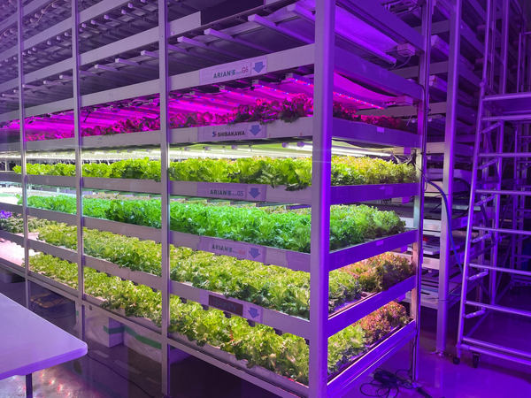 写真：高効率LED照明による比較栽培