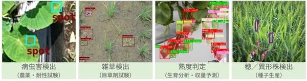 病虫害検出、雑草検出、熟度判定、穂・異形株検出