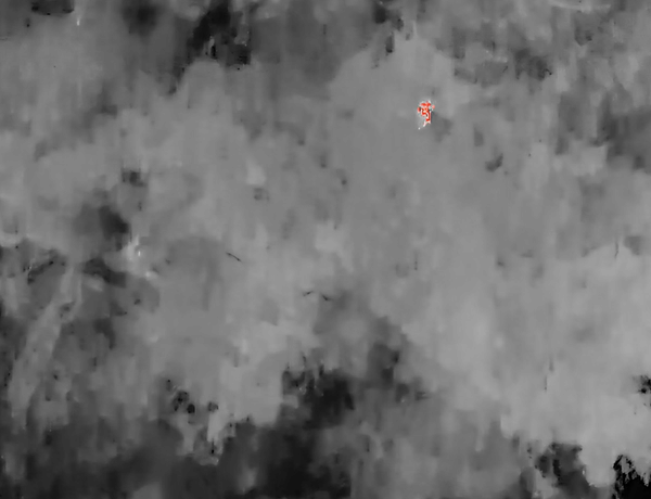 写真：ドローンに搭載した赤外線カメラで捉えたイノシシ