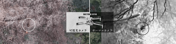 写真：可視光カメラ、サーマルカメラで上空から撮影したイノシシ