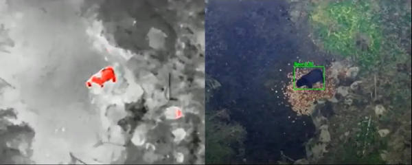 写真：サーマルカメラと可視光カメラで撮影したクマ