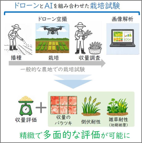 一般的な農地での栽培試験と提案した枠組みの概略、精緻で多面的な評価が可能に