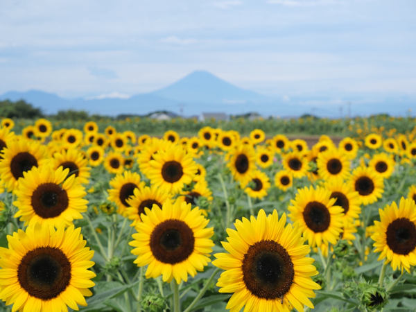 写真：富士山を背景に咲くたくさんのひまわり