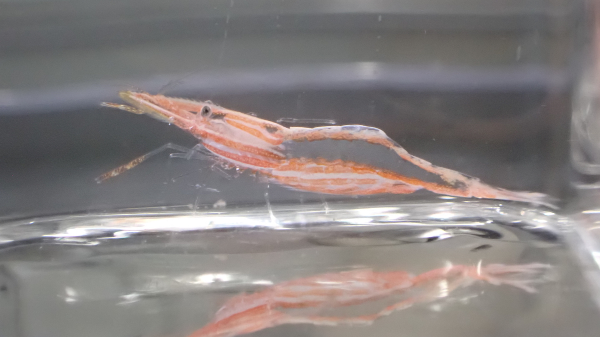 水中ドローン 最新水中ドローン『CHASING X』最新デザインで本日より幕張メッセで